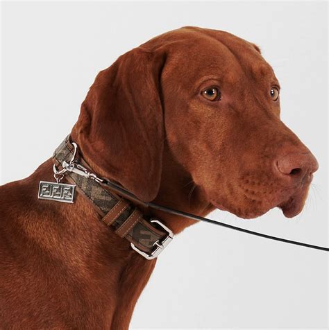 fendi leash and collar|designer dog collars fendi.